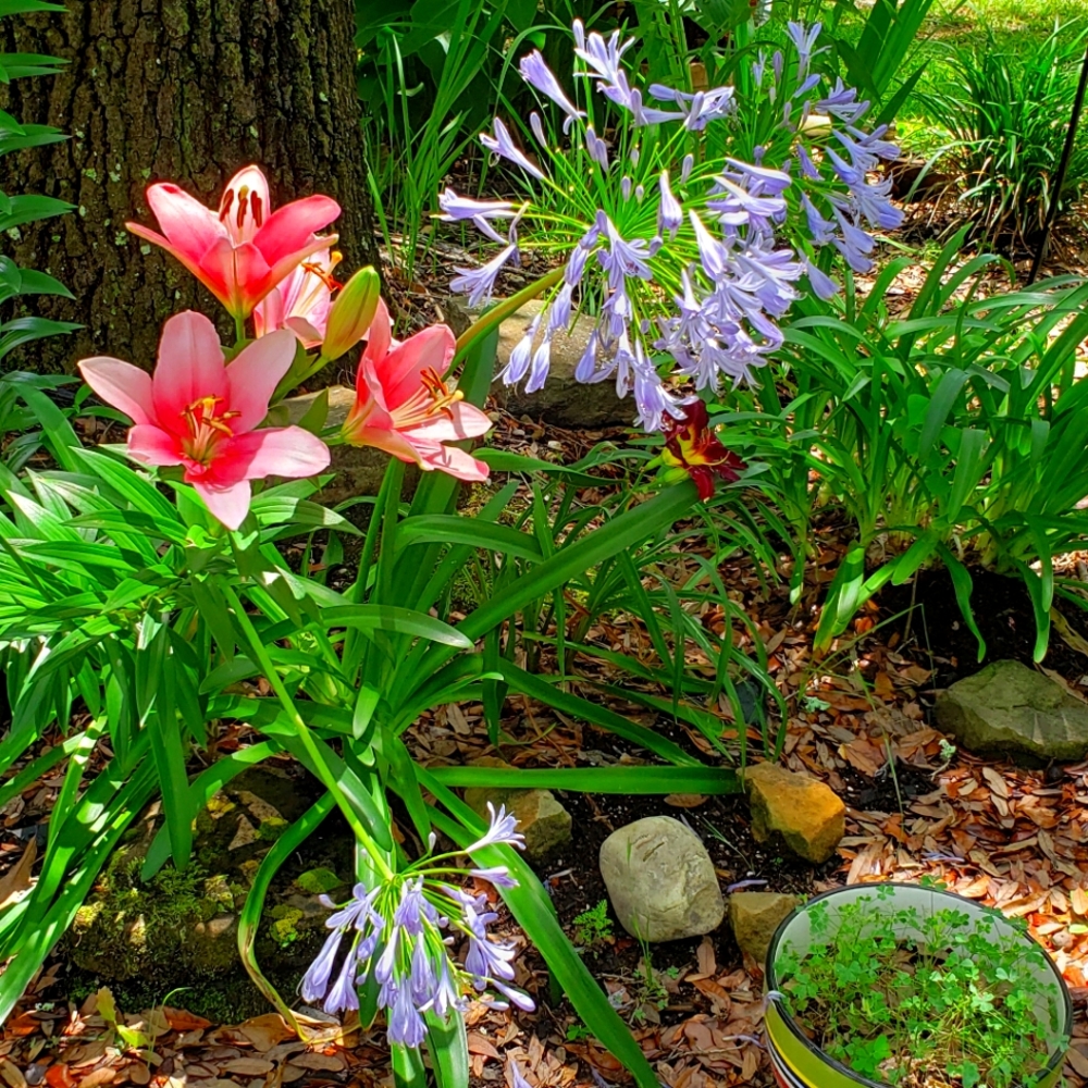 Meet your Posher, Bernadette